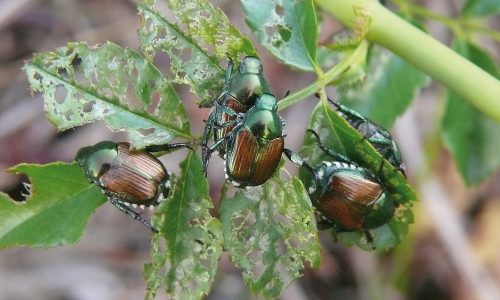 Vers blancs, scarabées et hannetons : un seul et même problème
